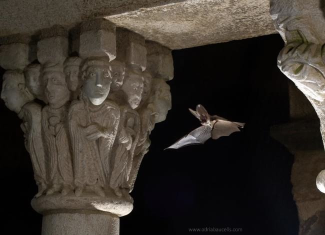 Els ratpenats són un dels grups amb més espècies en perill d'extinció. Autor: Adrià López-Baucells