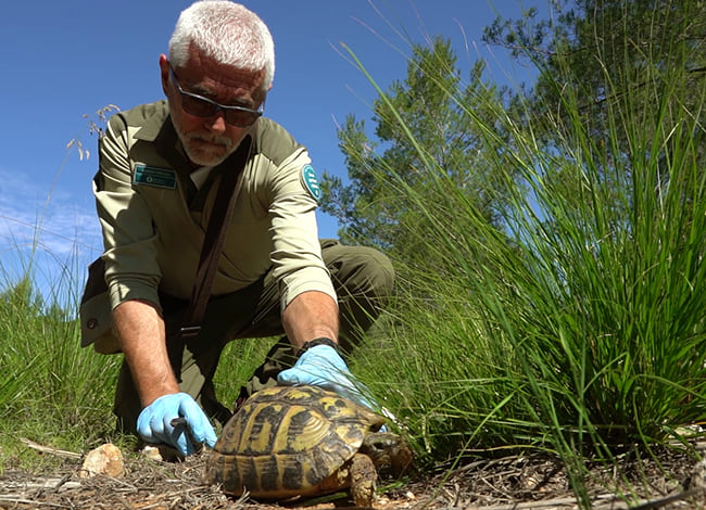 Fotograma on es veu el treball de conservació de la tortuga mediterrània. Autor: EDN - Estudi Divulgació Natura