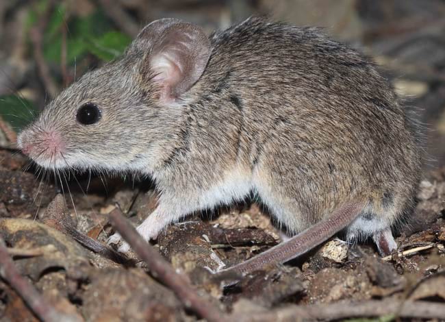 Exemplar de ratolí de camp (<i>Mus spretus</i>). Autor: Ignasi Torre / MCNG