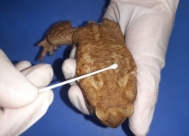 Moment de la presa de mostres en un gripau comú (<i>Bufo spinosus</i>). Autor: Albert Martínez / CRARC