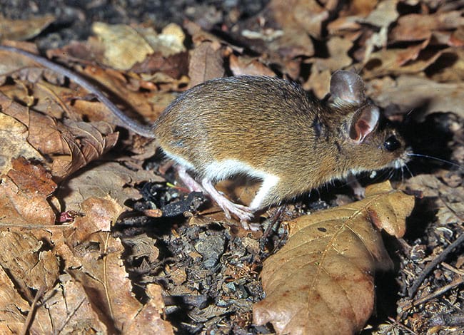 Ratolí lleonat. Autor: Ignasi Torre / MCNG