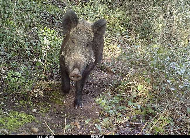 Un senglar fotografiat amb fototrampeig. Autor: Minuartia