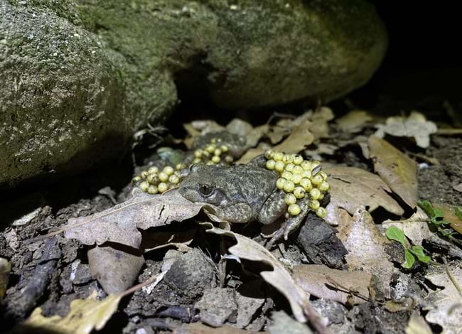 Exemplar d'<i>Alytes almogavarii</i> amb la posta. Autor: Fernando Loras