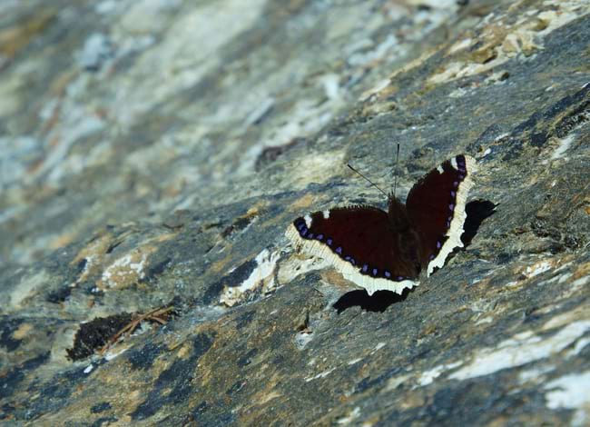 Papallona <i>Nymphalis antiopa</i>, una vellutada del salze. Autor: Fons del CBMS