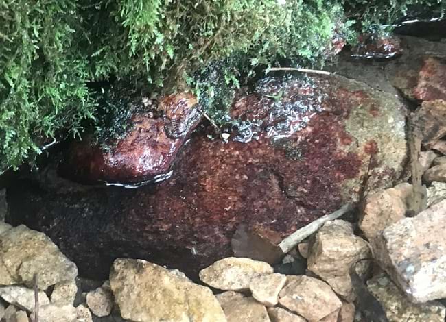 L'alga vermella <i>Hildenbrandia rivularis</i> a la font de Sant Roc. Autor: Jordi Corbera / DSLC-ICHN