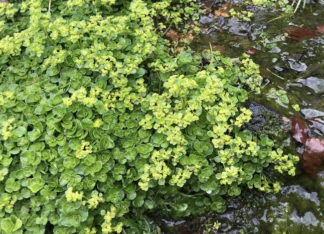 L'aiguarola (<i>Chrysosplenium oppositifolium</i>) a la font Clareta (Matagalls). Autor: Jordi Corbera / DSLC-ICHN