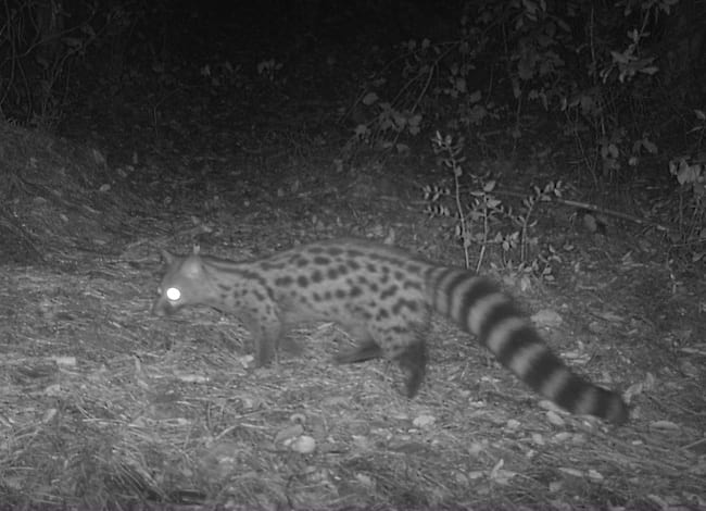Geneta, al Parc del Montnegre i el Corredor. Autor: FELIS-ICHN