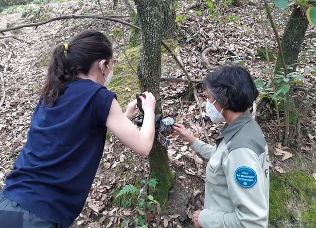 Revisió de les càmeres al Parc del Montnegre i el Corredor. Autor: FELIS-ICHN