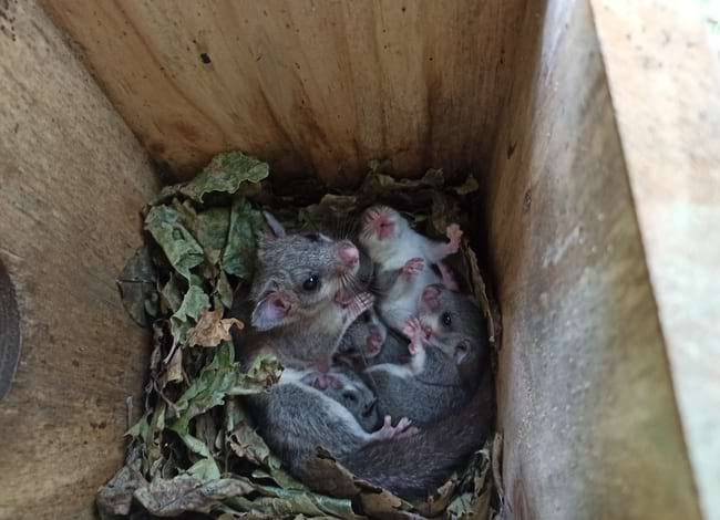 Caixa niu amb cries. Autora: Lídia Freixas