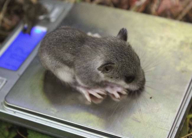 Exemplar de liró gris. Autora: Laura Jou