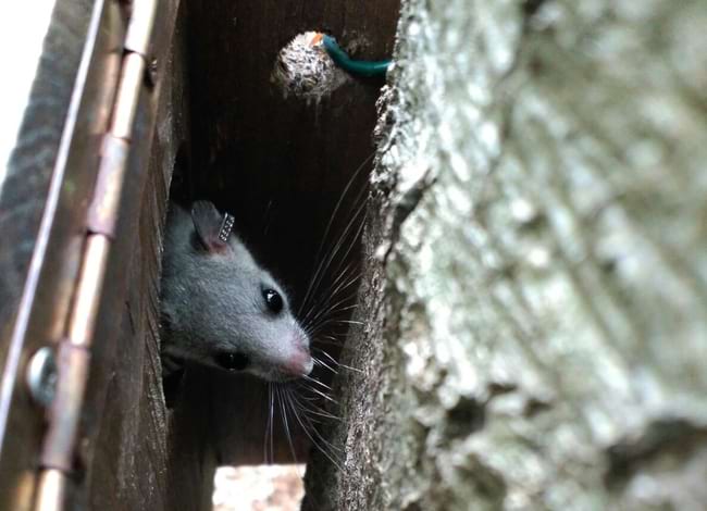 Liró sortint de la caixa niu. Autora: Lídia Freixas