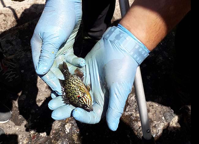Peix sol o mirallet (<i>Lepomis gibbosus</i>). Autor: Guardes del Parc Natural de Sant Llorenç del Munt i l'Obac