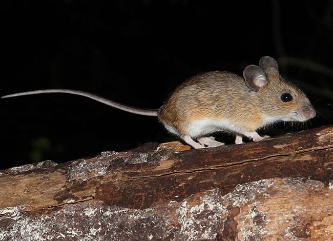 Ratolí de bosc (Apodemus sylvaticus). Autor: Jordi Vives Soler / SEMICE