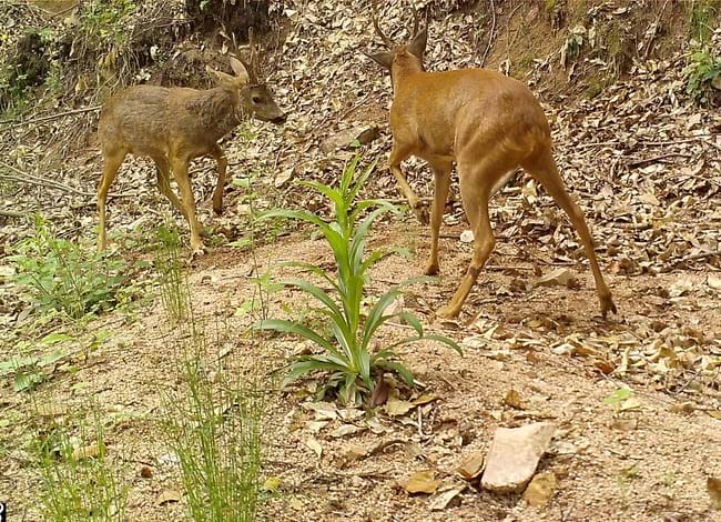 Les càmeres de fototrampeig també van captar cabirols. Autor: FELIS-ICHN