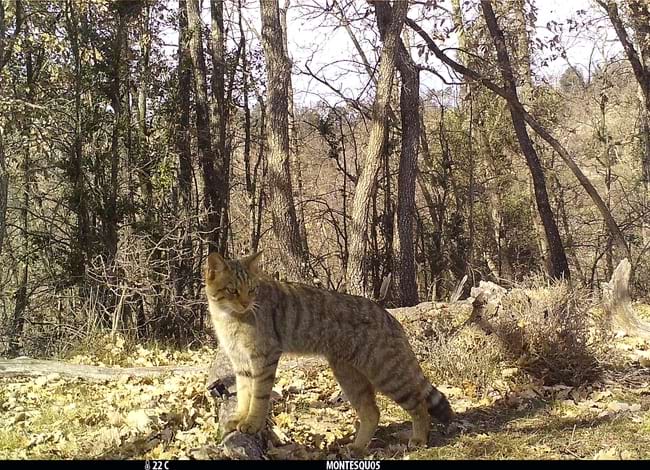 Gat fer. Autor: FELIS-ICHN