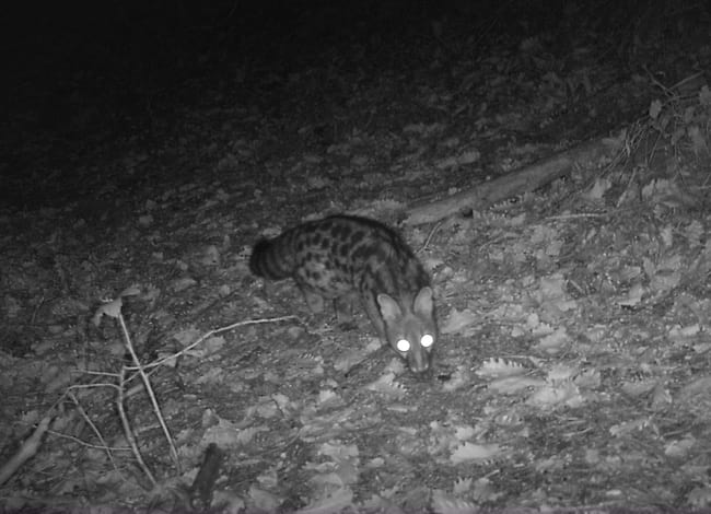 Geneta detectada durant el seguiment. Autor: FELIS-ICHN