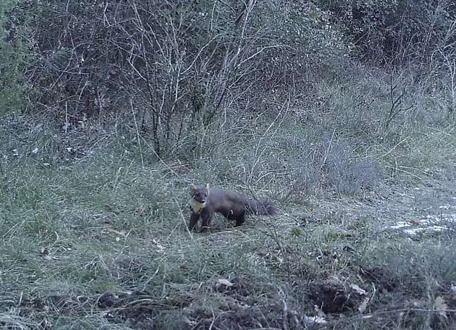 La marta, un dels mesocarnívors menys detectats. Autor: FELIS-ICHN