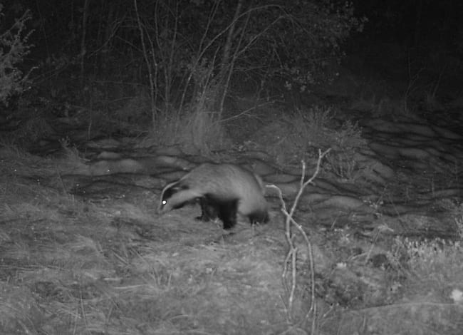 Exemplar de teixó. Autor: FELIS-ICHN