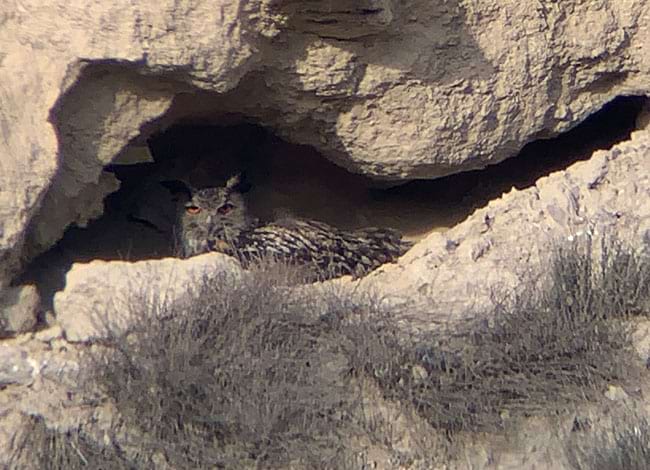 Duc al niu. Autor: Pere Baucells / Grup de Naturalistes d'Osona