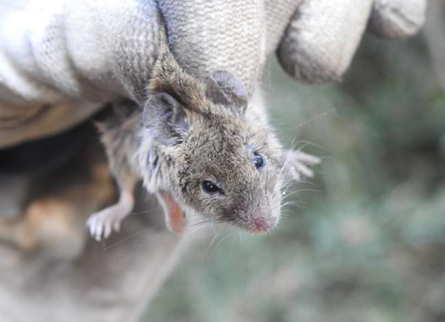 Ratolí de camp. Autor: MCNG