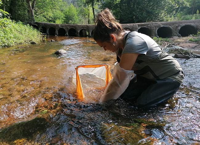 Mostreig de peixos a la riera Major. Autor: Laia Jiménez / CERM-UVic-UCC