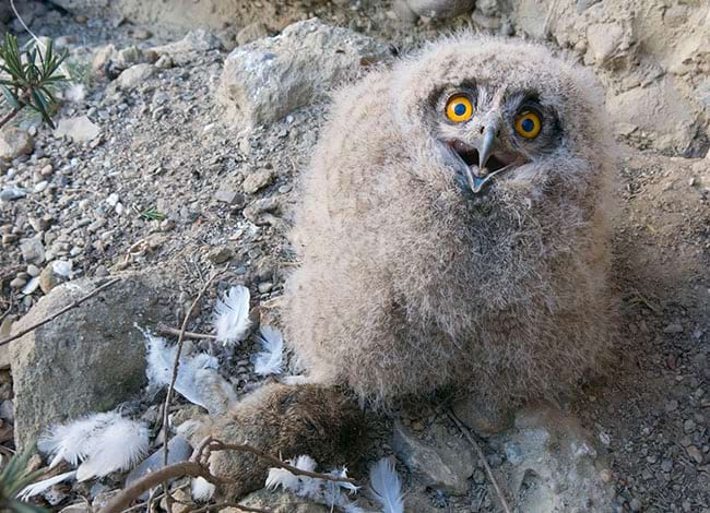Poll de duc. Autor: Carles Martorell / Grup de Naturalistes d'Osona
