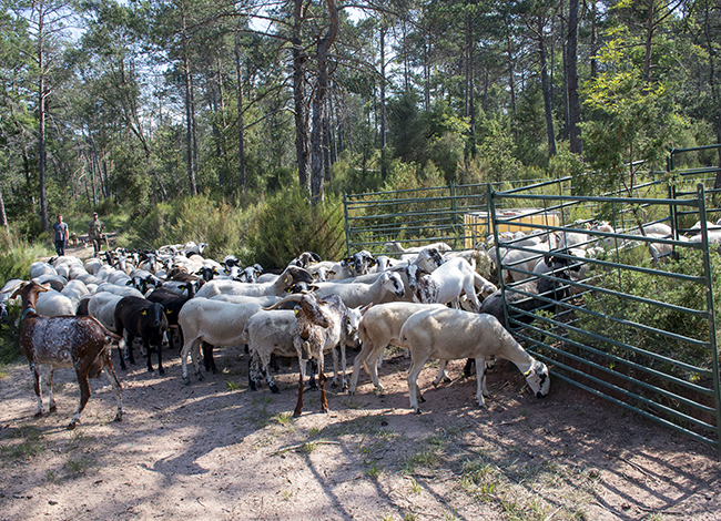 El ramat entrant a la cleda, que es pot moure de lloc. Autor: XPN