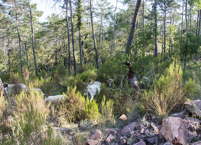 El ramat, pasturant a la Coromina. Autor: XPN