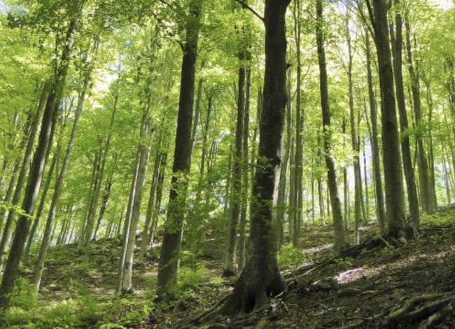 Els Ajuts es poden demanar fins al 31 de març. Autor: Càtedra de l'Aigua, Natura i Benestar