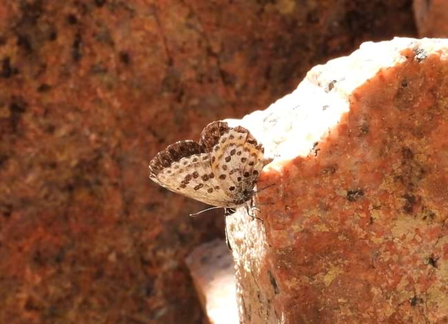 Exemplar de blaveta del crespinell (<i>Scolitantides orion</i>). Autor: Joan Pareja