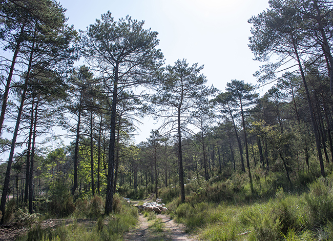 El bosc és principalment de pins. Autor: XPN