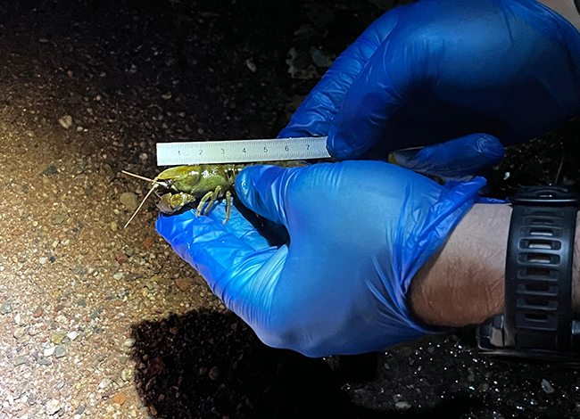 Amidament d'un dels exemplars. Autor: XPN