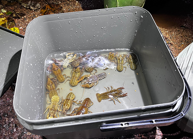 Crancs abans d'alliberar. Autor: XPN