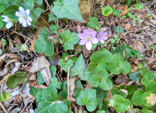 Herba fetgera. Autor: Marc Ordeix