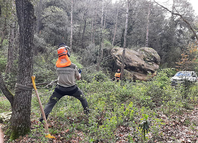 Trebals de manteniment forestal a la zona de Savassona. Autoria: XPN