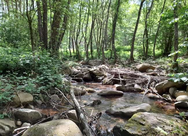 Detall de la riera de Castenadell, afluent de la riera Major. Autor: XPN