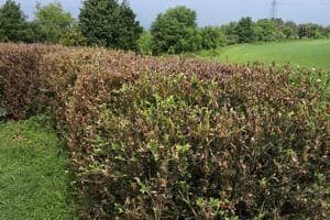 Danys a la tanca de boix de La Damunt. Autor: XPN