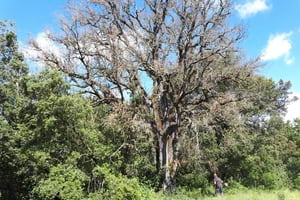 Alzina de la Vall. Autor: XPN