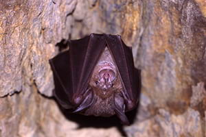 Ratpenat de ferradura gros. Autor: C. Flaquer / Museu CN Granollers