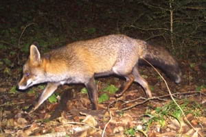 Fototrampeig guineu. Autor: GNO