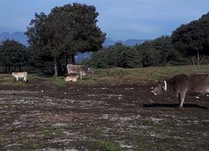 Recuperació de pastures. Autor: XPN