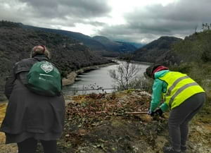 Voluntaris retirant figuera de moro. Autor: Cercle Voluntaris