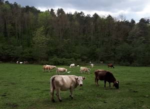 Subvencions 2019. Autor: XPN