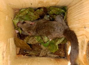 Liró gris dins una caixa niu. Autora: Silvia Míguez