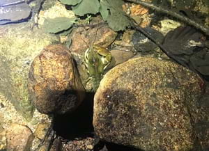 Exemplar de cranc de riu. Autor: XPN