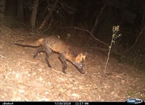 Fototrampeig a Guilleries. Autor: Ferran Sayol