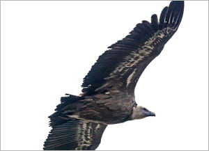 Voltor. Autora: Carme Molist Vidal