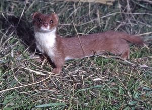 Exemplar de mostela. Autor: Ignasi Torre / Museu<br />de Ciències Naturals de Granollers