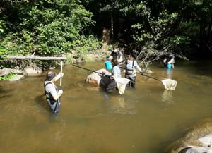 Seguiment de peixos a la riera Major. Autor: CERM