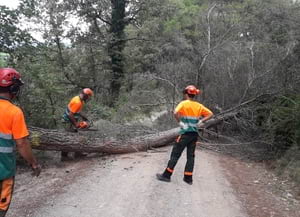 Treballs forestals al camí del Munts. Autor: XPN